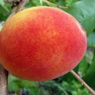 Саджанець Персик Крест Хейвен